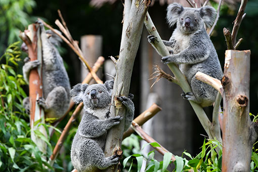Photos - d'adorables koalas &agrave; Guangzhou