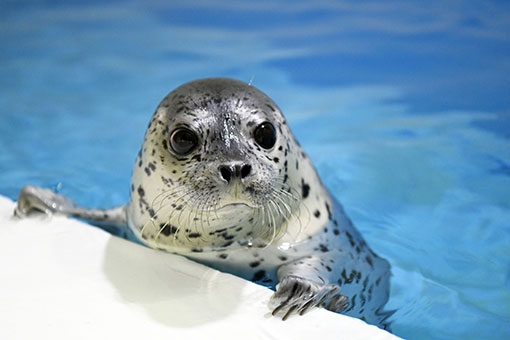 Chine: b&eacute;b&eacute;s phoques &agrave; Harbin