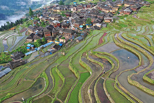 Paysage des champs en terrasse dans le sud-ouest de la Chine