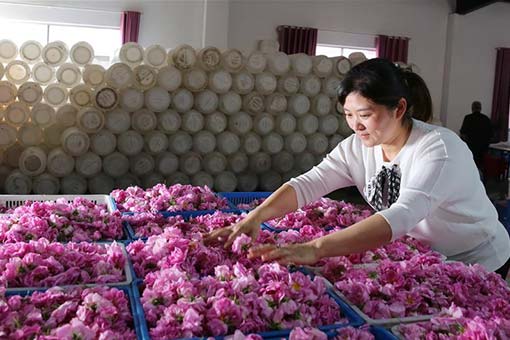 D&eacute;veloppement de l'industrie de la rose au Jiangsu