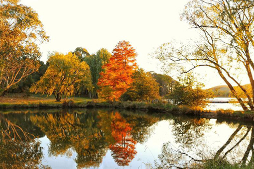 Paysages d'automne &agrave; Canberra