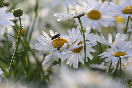 Champs de fleurs dans l'est de la Chine