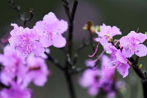 Chine: azal&eacute;es dans un parc au Heilongjiang