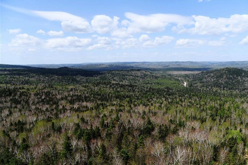 Paysage d'un parc forestier dans le nord-est de la Chine