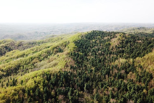 Parc forestier national dans le nord-est de la Chine