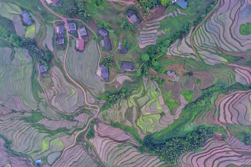 Champs en terrasse dans la province du Sichuan