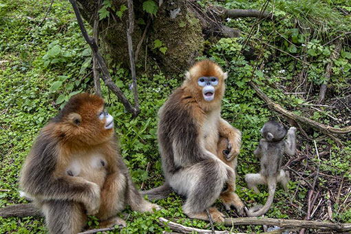 Chine: singes dor&eacute;s &agrave; Shennongjia