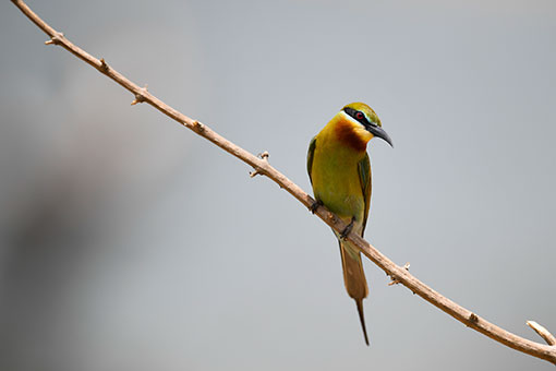 Chine: gu&ecirc;piers &agrave; queue d'azur &agrave; Haikou