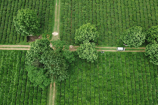 Paysage d'une plantation de th&eacute; dans le sud-ouest de la Chine
