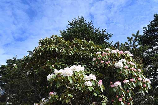 Chine : azal&eacute;es au mont Emei