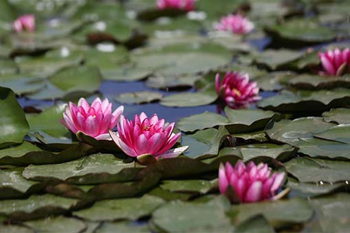 Photos - N&eacute;nuphars fleurissent en Chine