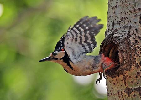Chine : pic &eacute;peiche dans le nord-est