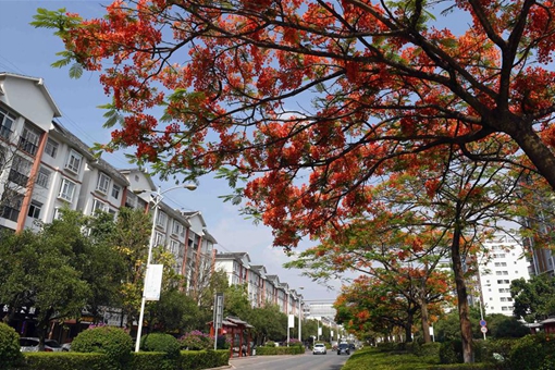 Photos: des arbres flamboyants au Yunnan
