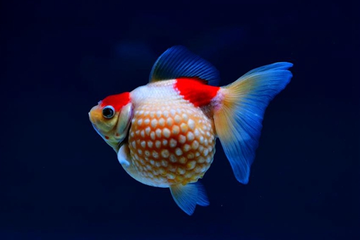 Chine: une compétition de poissons rouges à Fuzhou