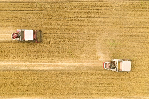 Chine: récolte du blé au Hebei