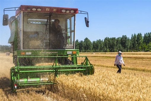 R&eacute;colte du bl&eacute; dans le nord de la Chine