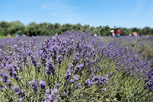 Une f&ecirc;te de la lavande aux Etats-Unis