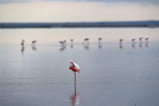 Animaux dans le Parc national d'Amboseli au Kenya