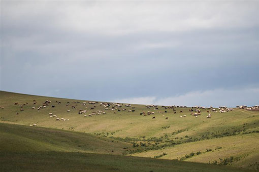 Vues estivales en Mongolie