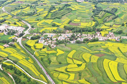 Fleurs de colza dans le nord-ouest de la Chine