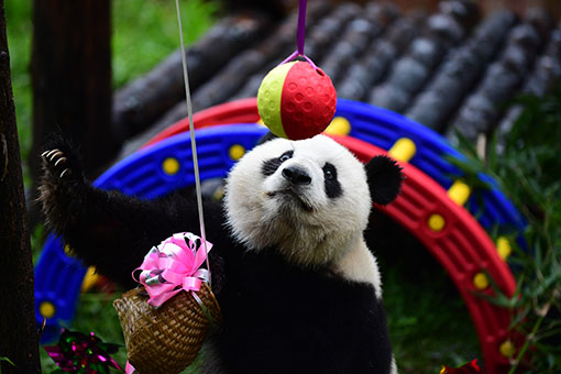 Chine: une f&ecirc;te d'anniversaire pour un panda g&eacute;ant