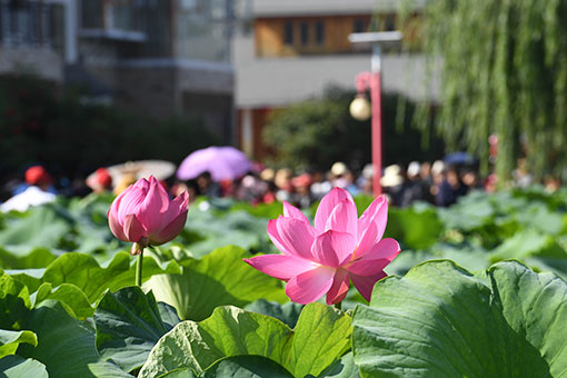 Un festival sur le th&egrave;me du lotus dans le sud-ouest de la Chine