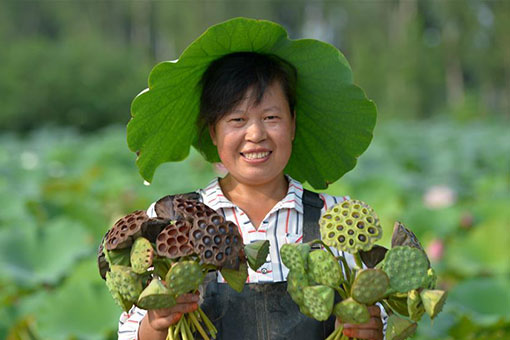 Chine: récolte de graines de lotus dans le nord