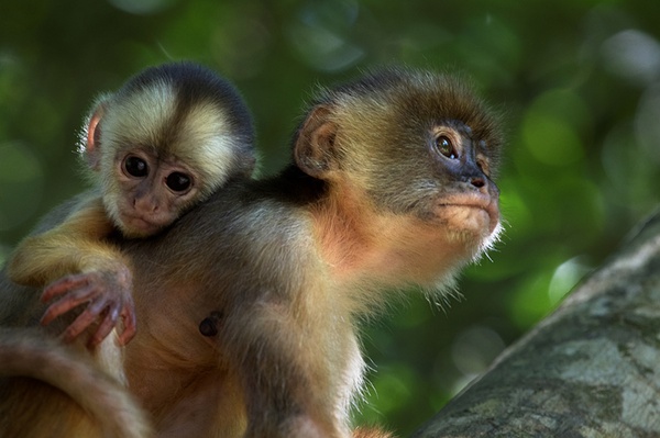 Prsentation du film franco-brsilien Amazonia en Chine