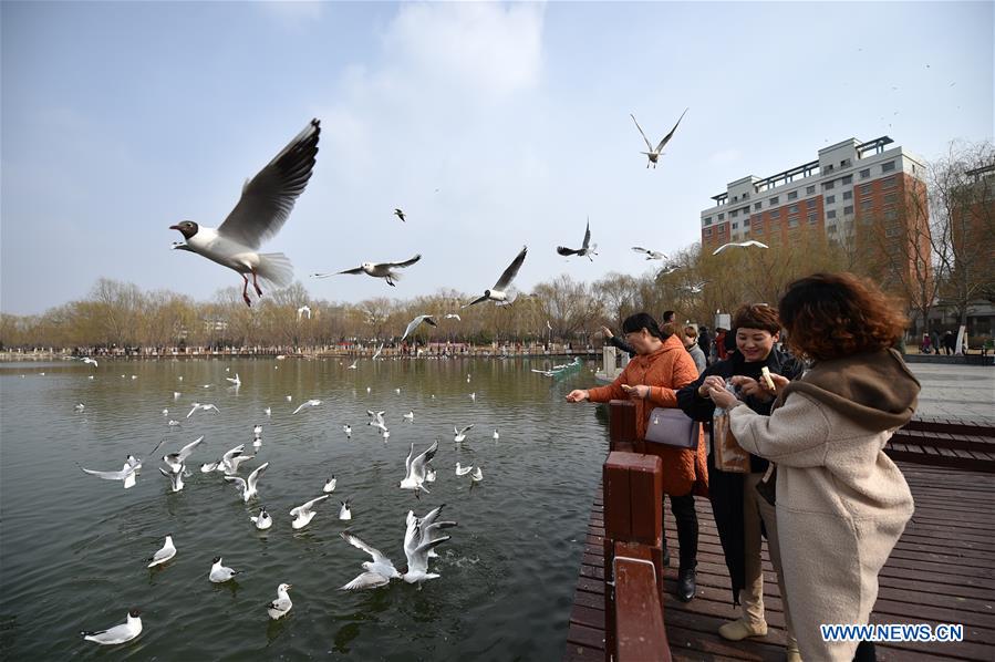 Tourists feed the black-headed gulls by the Yange Lake in Yinchuan, capital of northwest China's Ningxia Hui Autonomous Region, March 20, 2017. (Xinhua/Li Ran) 