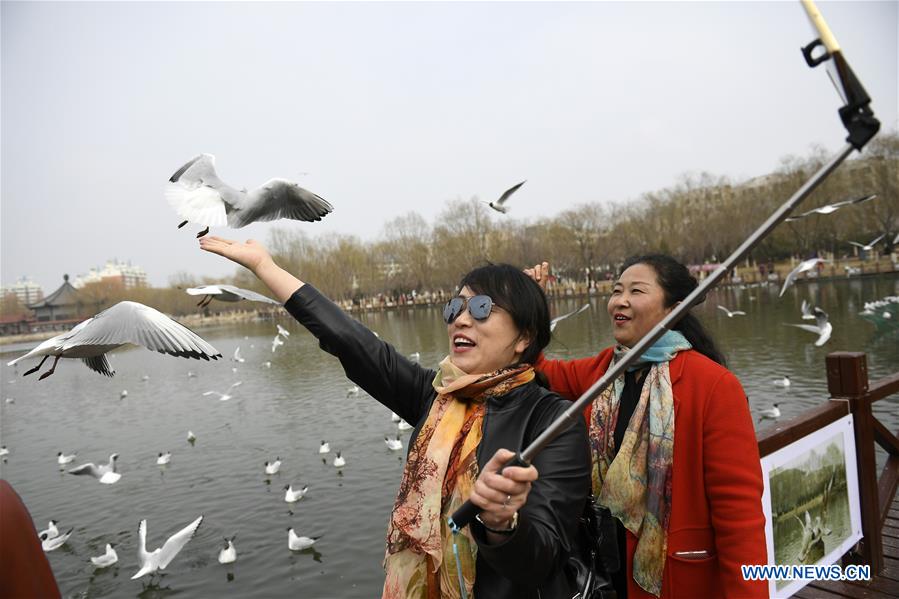 A tourist takes selfie with the black-headed gulls by the Yange Lake in Yinchuan, capital of northwest China's Ningxia Hui Autonomous Region, March 20, 2017. (Xinhua/Wang Peng) 