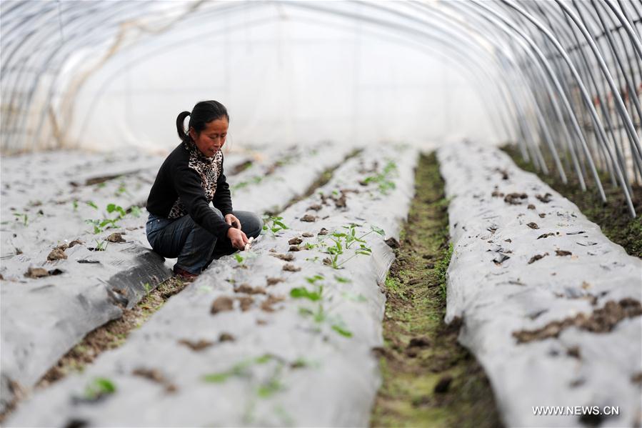 Travaux agricoles du début du printemps en Chine