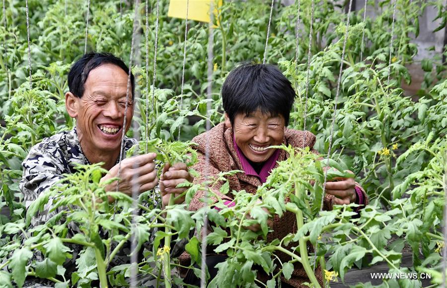 Chine : travaux agricoles dans une serre à Beijing