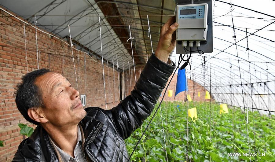 Chine : travaux agricoles dans une serre à Beijing