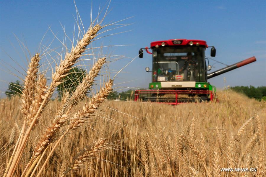Récolte du blé à travers la Chine