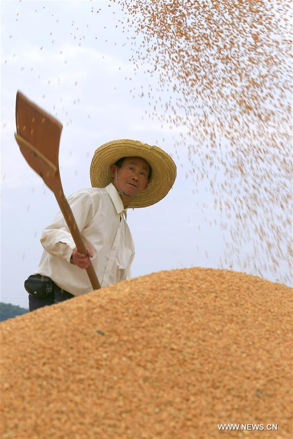 Récolte du blé à travers la Chine