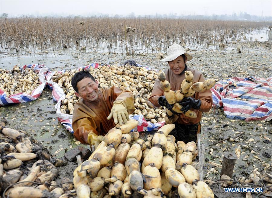 Chine : récolte de racines de lotus à Feixi