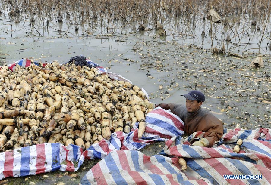 Chine : récolte de racines de lotus à Feixi