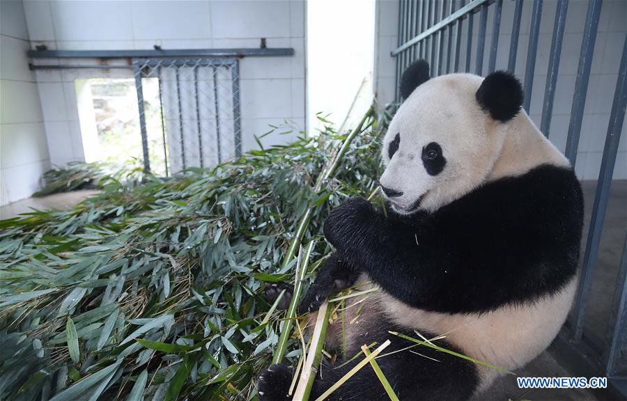 Chine : fin de quarantaine pour le panda géant venant des Etats-Unis