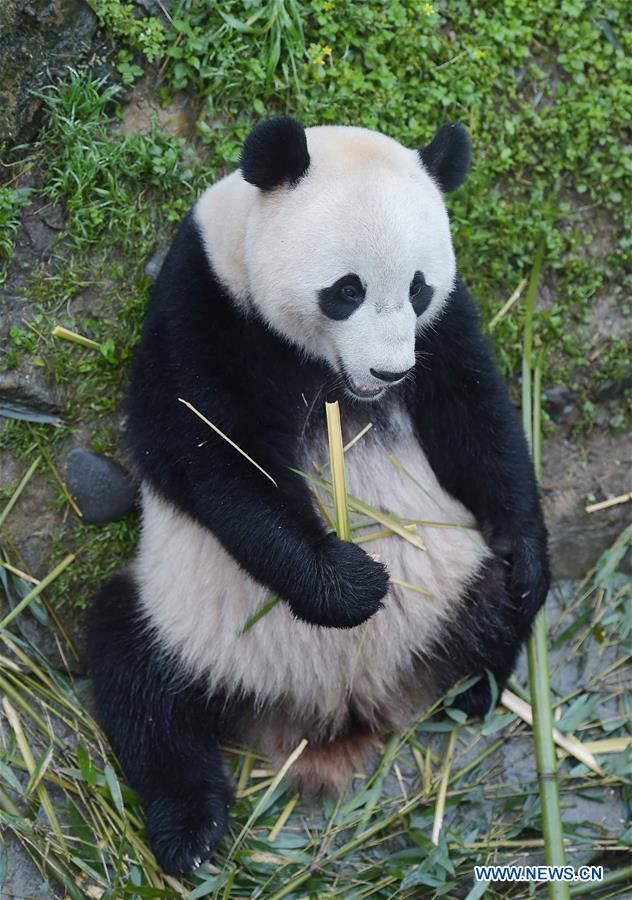 Chine : fin de quarantaine pour le panda géant venant des Etats-Unis
