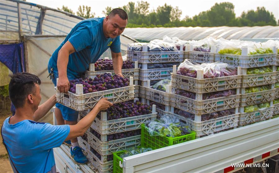 Chine : des villageois r&eacute;coltent des raisins dans le nord