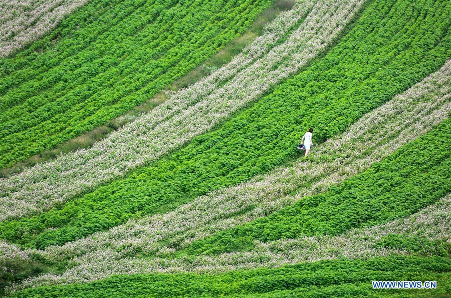 Sarrasins en fleurs dans le sud-ouest de la Chine 