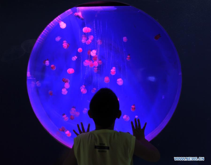 Chine : méduses dans un musée dans le sud-ouest