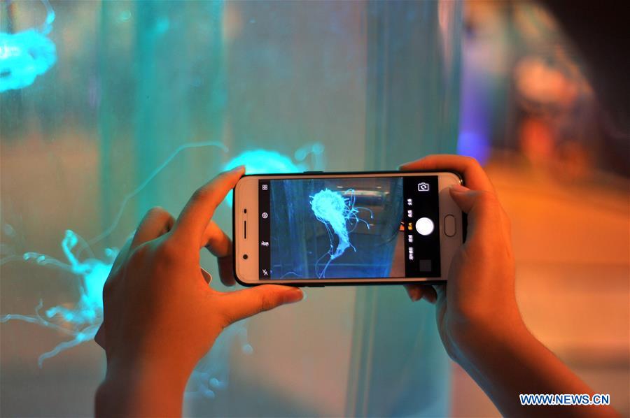 Chine : méduses dans un musée dans le sud-ouest