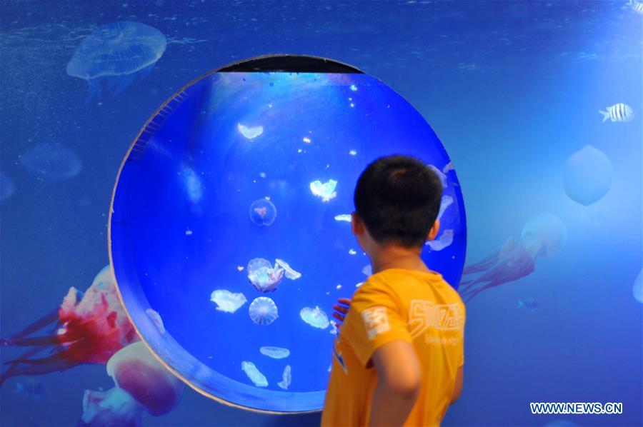 Chine : méduses dans un musée dans le sud-ouest