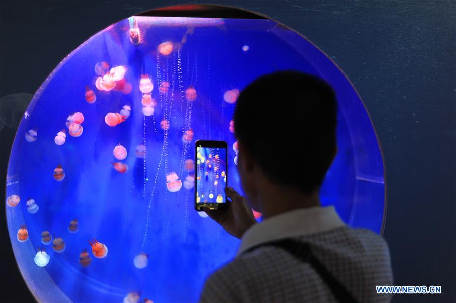 Chine : méduses dans un musée dans le sud-ouest