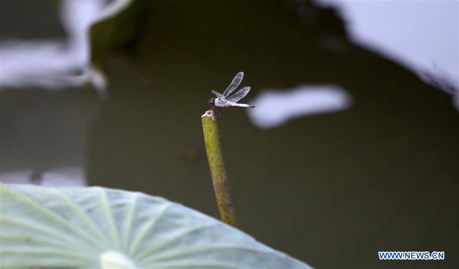 Chine : lotus en fleurs dans l'est