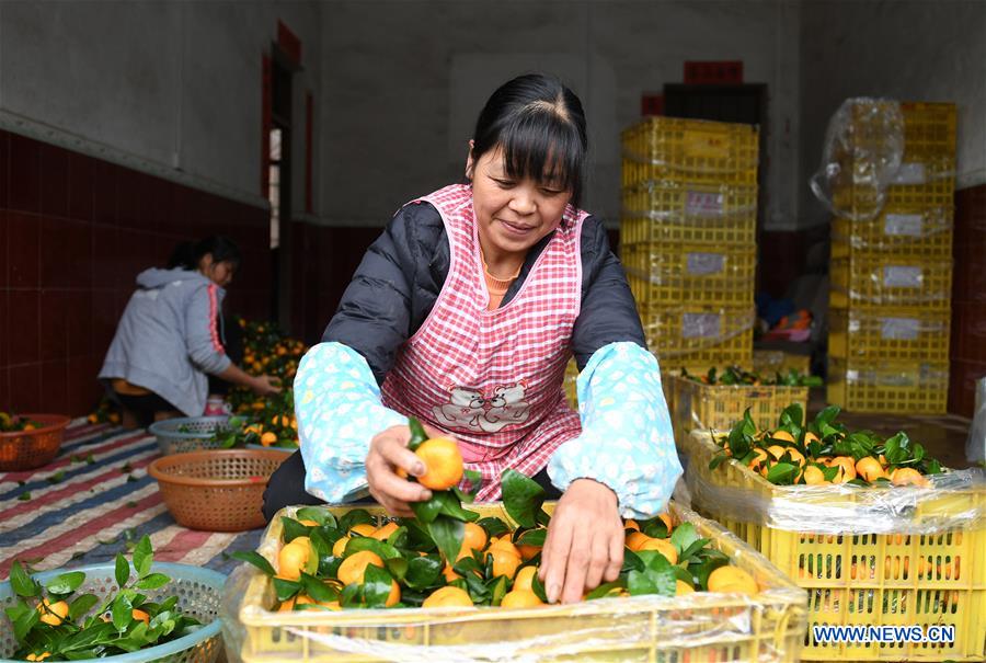 Chine : l'industrie fruiti&egrave;re au Guangxi