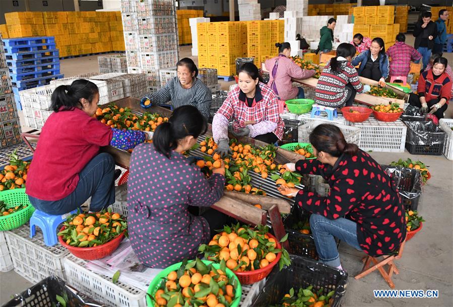 Chine : l'industrie fruiti&egrave;re au Guangxi