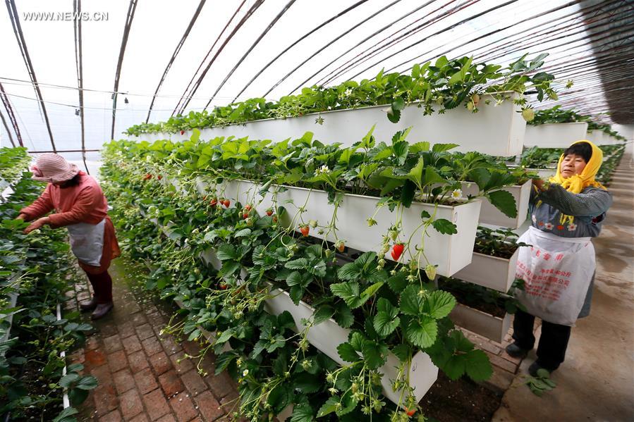 Chine : culture de fraises sous serre à Qingdao