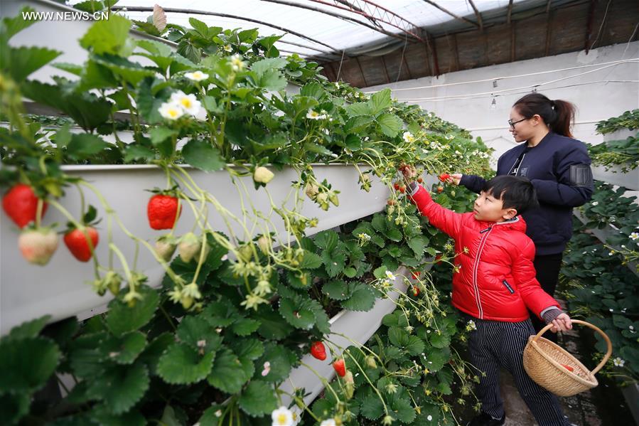 Chine : culture de fraises sous serre à Qingdao